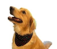 Dog Bandanas - Extra Large